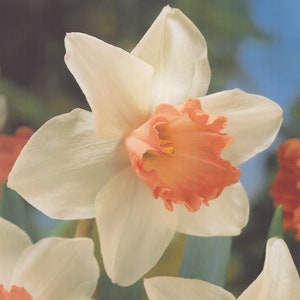 Puede incluir: Primer plano de una flor de narciso con pétalos blancos y una trompeta color melocotón. La trompeta de la flor tiene un borde rizado y un centro amarillo. El fondo es una suave mezcla de verde y azul.