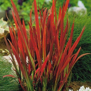 Peut inclure: Gros plan sur un groupe d'herbes ornementales rouges aux longues feuilles fines. La plante présente des accents verts et jaunes, sur fond de feuillage vert et de fleurs blanches, créant un contraste saisissant.