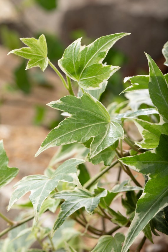 Ivy White Ripple  Hedera helix, hardy, green and white foliage, climbing,  evergreen plant in a 1-liter pot, for indoor and outdoor use, bee-friendly