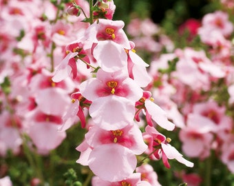 Diascia barberae, pink - diascia barberae, flower pink, in pot 11 cm