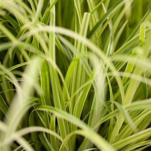 Carex Evergold (Carex oshimensis Evergold) - carice da giardino giallo-verde in vaso da 11 cm