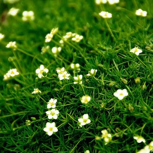 Op de afbeelding: Close-up van een stuk groen gebladerte met kleine, witte, vijfbladige bloemen. De bloemen hebben gele centra en zijn verspreid over de dichte, naaldachtige bladeren. De afbeelding is scherp, waardoor de textuur van de plant wordt benadrukt.