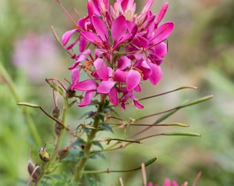 Cleome spinosa, pink, in pot 13 cm