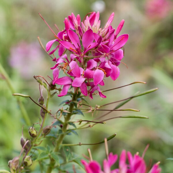 Cleome spinosa, pink, im Topf 13 cm