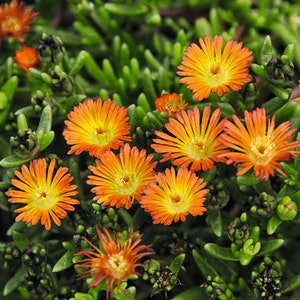 Op de afbeelding: Een close-up van een groep oranje en gele bloemen met groen blad. De bloemen hebben meerdere lagen bloemblaadjes en staan ​​in volle bloei.