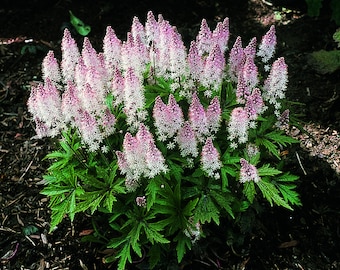 Tiarella 'Spring Symphony' Schaumblüte, winterhart, im Topf 12 cm