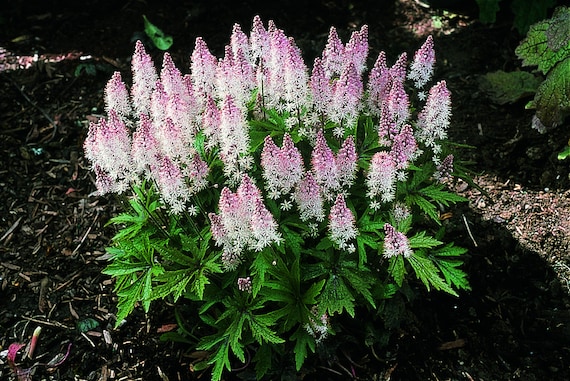 Tiarella 'Spring Symphony' foam flower, hardy, in pot 12 cm