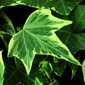 Efeu 'Yellow Ripple' - Hedera helix 'Yellow Ripple', winterhart, gelb-grns  Laub - im Topf 12 cm - Etsy.de