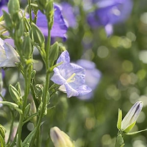 Könnte beinhalten: Nahaufnahme zarter Glockenblumen in verschiedenen Blühphasen. Das Bild zeigt die weichen, gesprenkelten Blütenblätter der geöffneten Blüten, zusammen mit ungeöffneten Knospen und grünen Stängeln, vor einem verschwommenen grünen Hintergrund.