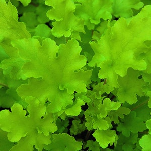 Puede incluir: Primer plano de una planta verde vibrante con hojas grandes y texturizadas. Las hojas tienen una apariencia ligeramente arrugada y están dispuestas en un grupo denso.