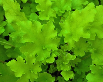 Heuchera "Lime Marmalade" - Heathbell "Lime Marmalade" en maceta de 12 cm