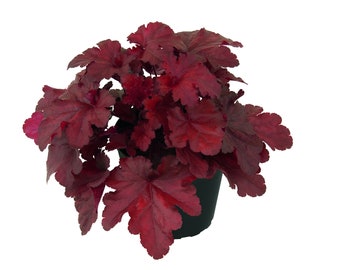 Heuchera 'Forever Red', red-leaved purple bells 'Forever Red', in a pot 12 cm