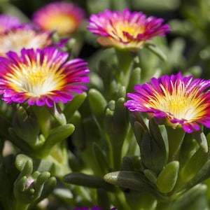 Mittagsblume Wheels of Wonder® 'Purple Wonder' Delosperma 'Purple Wonder', im Topf 12 cm winterhart