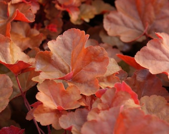 Heuchera "Timeless Orange" - campana púrpura "Timeless Orange" en maceta 12 cm