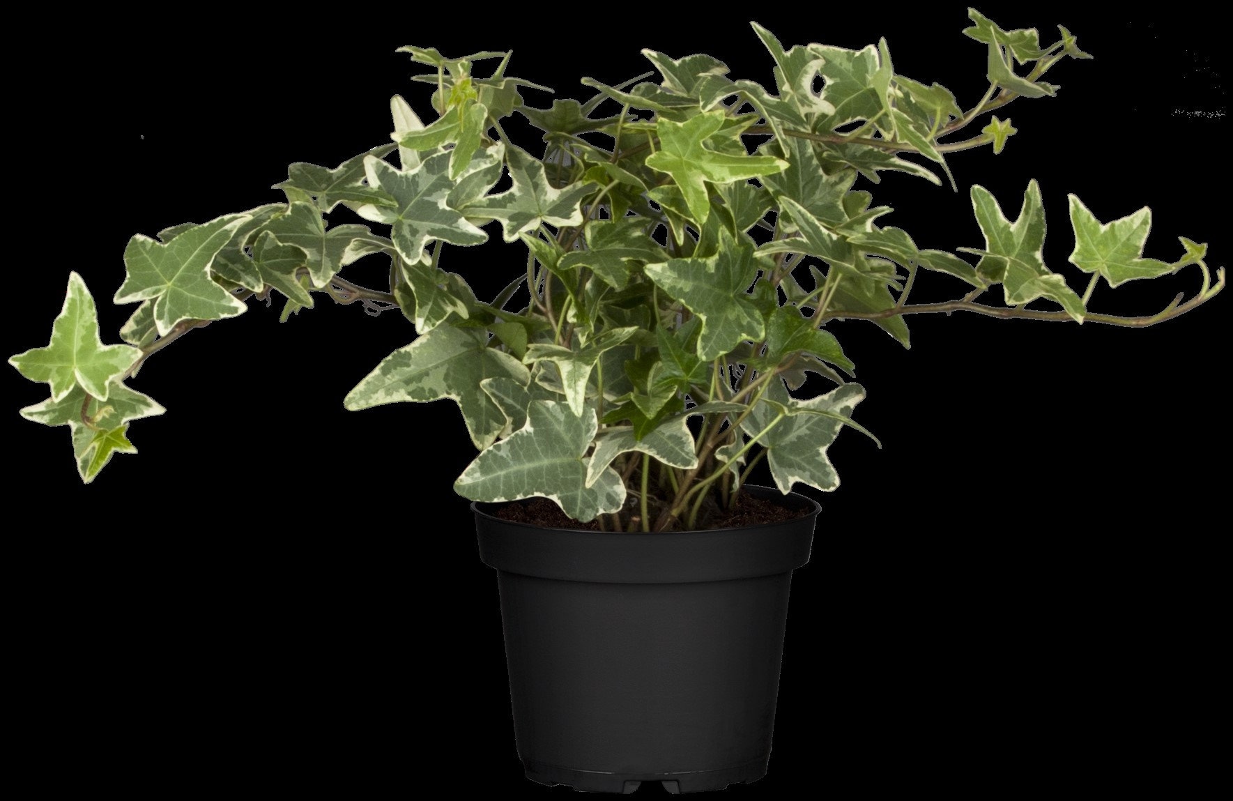 Buy Ivy White Ripple  Hedera Helix, Hardy, Green and White Foliage,  Climbing, Evergreen Plant in a 1-liter Pot, for Indoor and Outdoor Use,  Bee-friendly Online in India - Etsy
