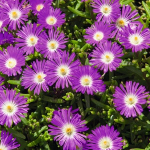May include: A close-up shot of a bed of purple flowers with white centres. The flowers are in full bloom and have a delicate, ruffled appearance.