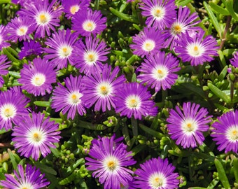 Mittagsblume Wheels of Wonder® 'Purple Wonder' - Delosperma 'Orange Wonder', im Topf 12 cm, winterhart