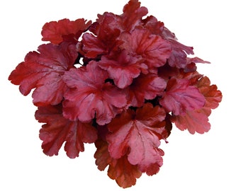 Heuchera 'Fire Alarm' - Purpurglöckchen, Silberglöckchen, micrantha 'Fire Alarm', im Topf 12 cm