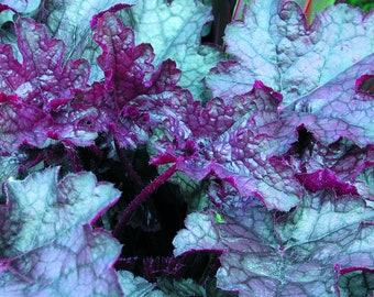 Heuchera "Amethyst Myst" - Heuchera "Amethyst Myst" Coral Bells, Coral Bells "Amethyst Myst" w doniczce 12 cm