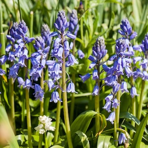Könnte beinhalten: Nahaufnahme von Waldglockenblumen in einem Garten. Die Blumen haben eine leuchtende blau-violette Farbe mit glockenförmigen Blüten. Das Bild ist von grünem Laub gefüllt und erzeugt eine natürliche und ruhige Szene.