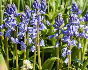 Scilla 'Blue Sky' - Campanilla española, Hyacinthoides hispanica, azul, en maceta 11 cm