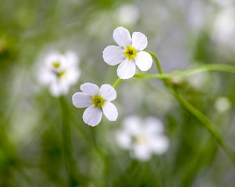 Androsace septentrional 'Star Dust' - - Nordisches Mannsschild, Garten Mannsschild, winterhart, im 11 cm Topf