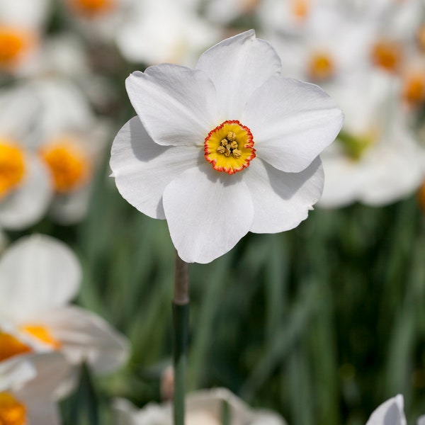 Garten-Narzisse 'Actaea' - Narcissus poeticus 'Actaea', kleinblumig weiß-gelb, im Topf 11 cm