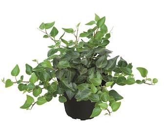Efeu 'Teardrop' - Hedera helix 'Tear Drop', winterhart, tnnenfrmiges Laub  im Topf 12 cm - Etsy.de