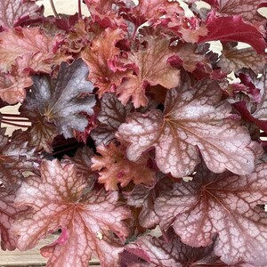 Könnte beinhalten: Nahaufnahme einer Heuchera-Pflanze mit strukturierten Blättern. Die Blätter zeigen eine Reihe von Farben, darunter tiefes Burgunderrot, rötliches Braun und Hauch von Silber und Rosa. Das Laub der Pflanze hat einen gerüschten Rand und erzeugt eine optisch ansprechende Textur.