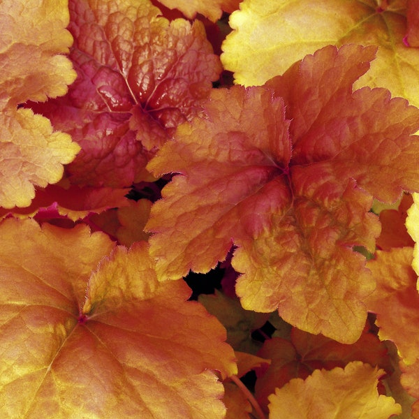 Heuchera 'Crème Brûlée' - cloche violette 'Creme Brulee' en pot 12 cm