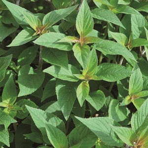 Può includere: Primo piano di una pianta verde con molte foglie. Le foglie sono di un verde vibrante, con una tonalità leggermente più scura sui bordi. I gambi sono marrone-rossastro. La pianta appare sana e rigogliosa.