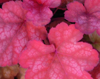 Heuchera "Amber Lady" - campanillas moradas "Amber Lady" en maceta de 12 cm