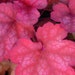 see more listings in the Heuchera section