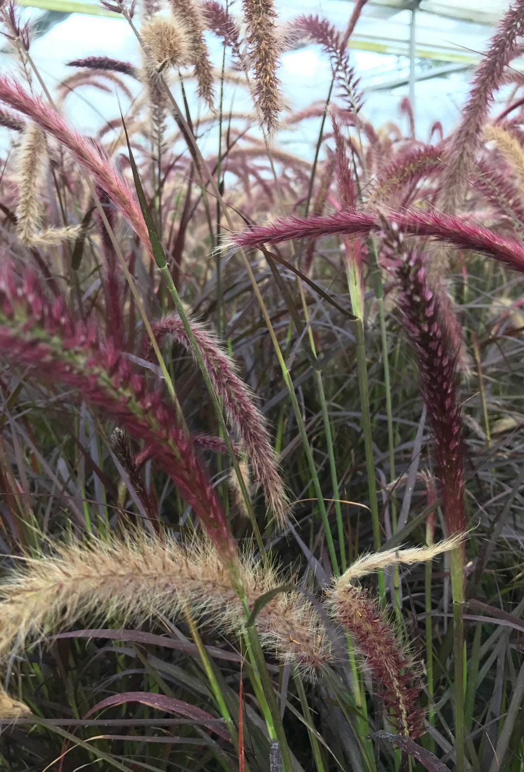 Pennisetum setaceum 'Rubrum' rotes Lampenputzergras oder