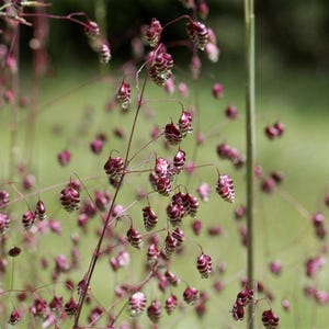 Vanligt jordgräs - Briza media, inhemskt vildgräs, i en 12 cm kruka