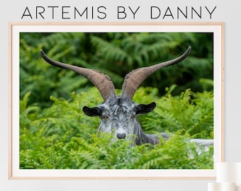 Bergziege Fotografie Druck: Französische Wildtier-Kunst (Digitaldruck)