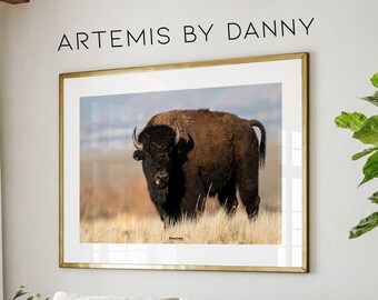 Amerikanischer Bison Fotografie Druck: Montana Wildlife Art (Digitaldruck)