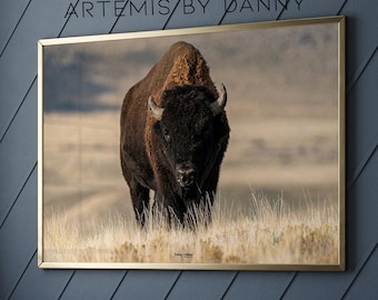 Amerikanischer Bison Fotografie Druck: Montana Wildlife Art (Digitaldruck)