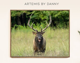 Amerikanischer Elch Fotografie Druck: Colorado Wildlife Wand Kunst (Digitaldruck)