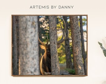 Rocky Mountain Elk Fotografie Druck: Colorado Wildlife Kunst (Digitaldruck)