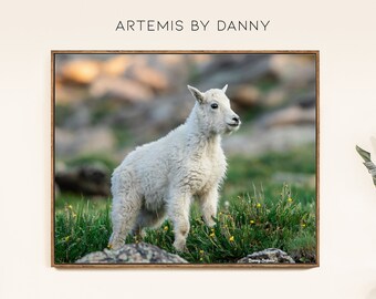 Baby Bergziege Fotografie Druck: Colorado Wildlife Art (Digitaldruck)