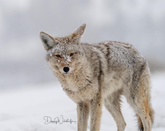 Koyote im Schnee Fotografie Druck: Yellowstone Wildtiere (Digitaldruck)