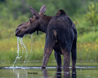 Moose in Action: USA Wildlife Nature Print