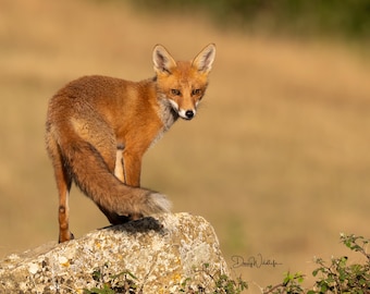 Rotfuchs in Spanien Fotografie Druck: Wildtier Wand Kunst (Digitaldruck)
