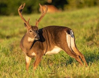 Wildlife