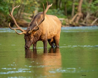 Elk im Fluss Fine Art Print: Foggy Morning Tennessee Wildtiere