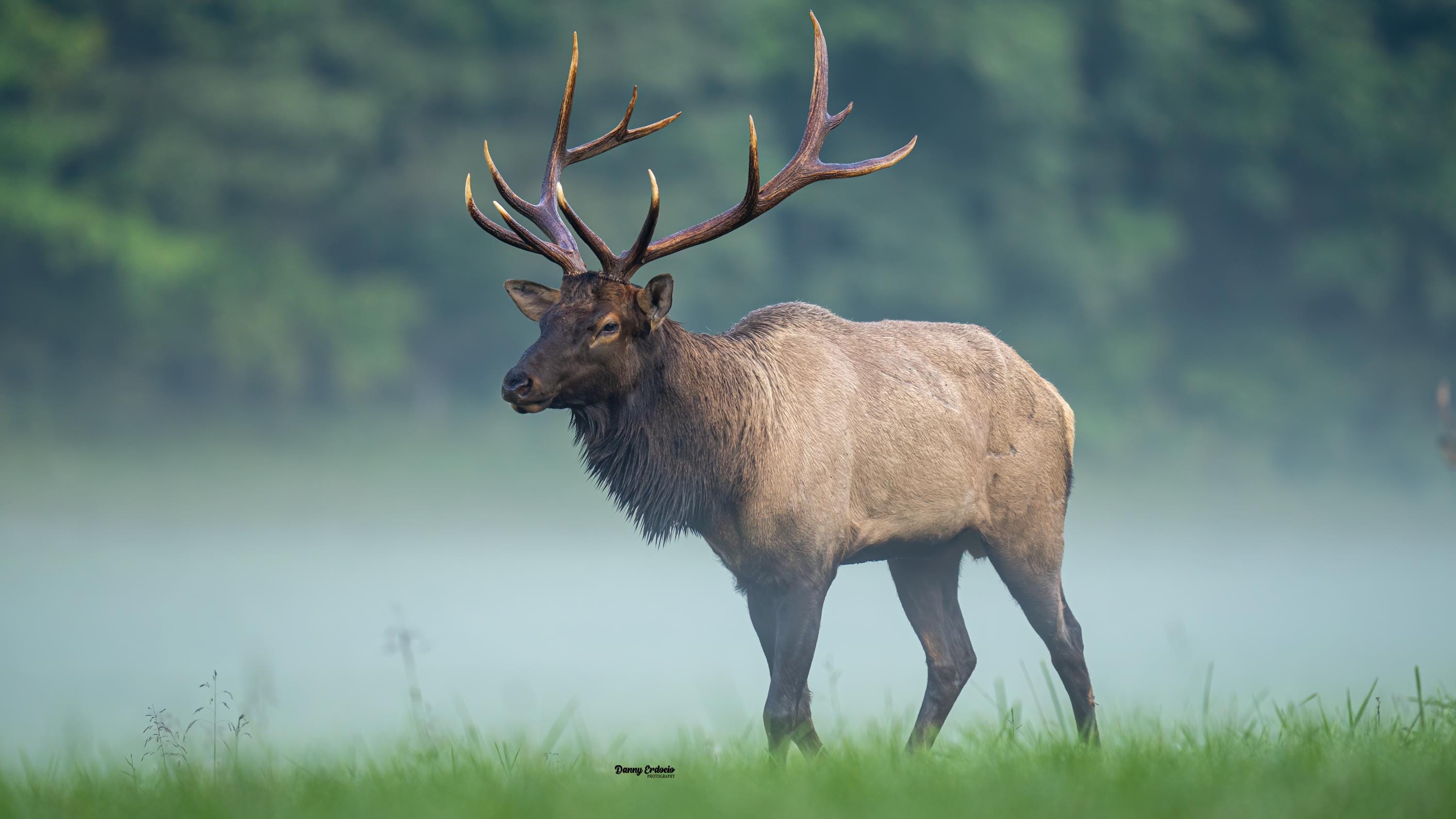 Elk Behind Tree Rocky Mountain Photography Wall Art Print | Wildlife Photography | Digital Prints | Elk in Colorado Nature Photography Print