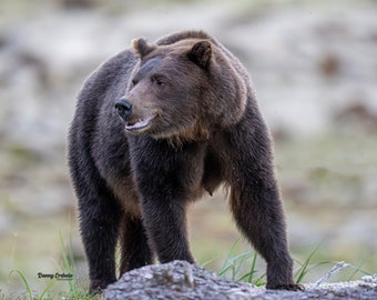 Grizzlybär aus Alaska nach Fotodruck: Wild Art