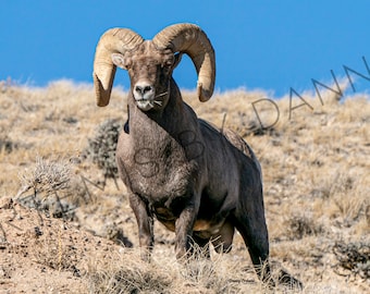 Montana Big Horn Schaf Fotografie Druck: Wildtier Wand Kunst (Digitaldruck)
