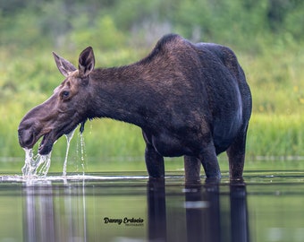 Moose Baby Early Morning Photography Wall Art Print | Wildlife Photography | Digital Prints | Baby Moose Wildlife Nature Photography Print